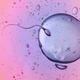Illustration of a human sperm and egg.